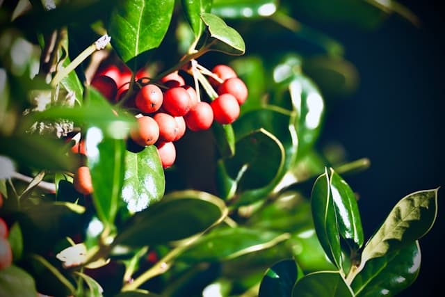 قهوه - ۱۰۰ کیلوگرم